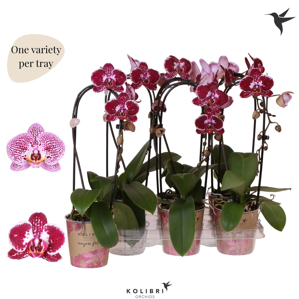Phalaenopsis Elegant cascade 45cm 12cm Pot