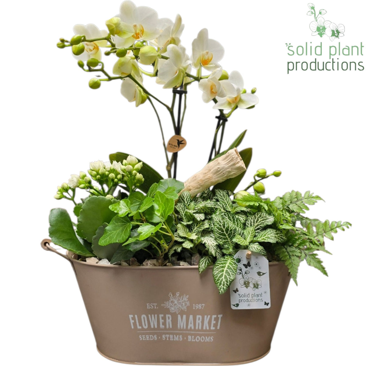 PH020 Flower Market Oval Phalaenopsis 40cm 30cm Pot