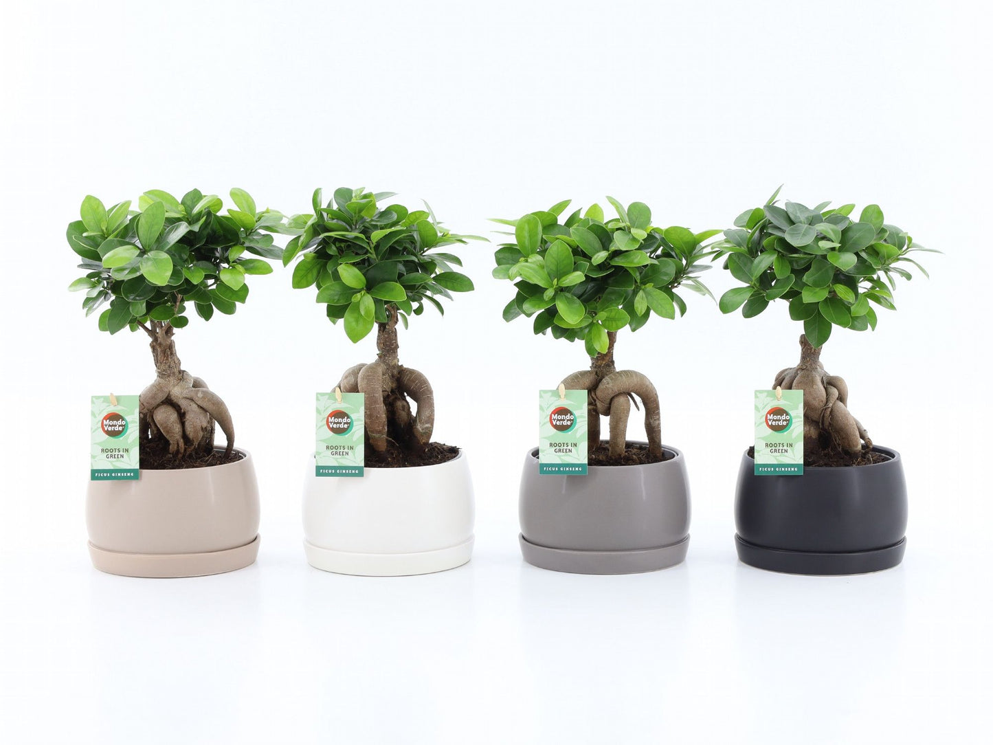 Ficus Ginseng 30cm 16cm Pot