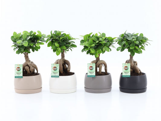 Ficus Ginseng 30cm 16cm Pot