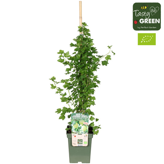 Ribes ("Gooseberry") uva-crispa 100cm 23cm Pot
