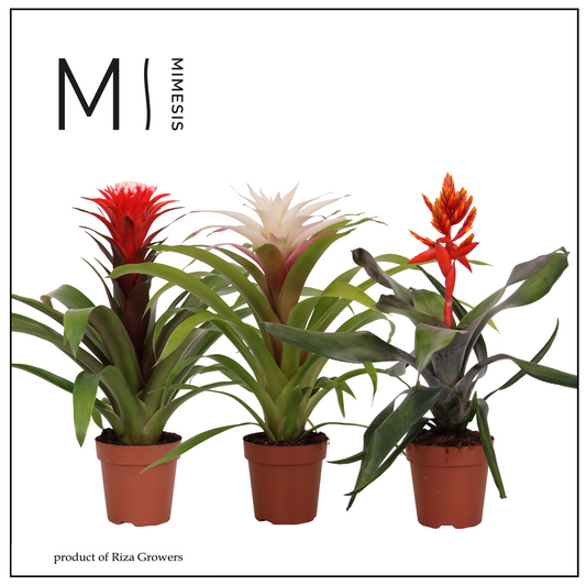Bromelia royal mix 45cm 12cm Pot