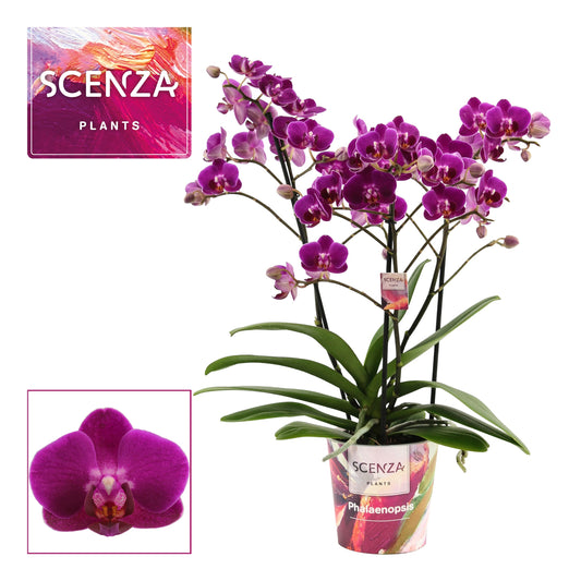 Phalaenopsis Purple 40cm 12cm Pot
