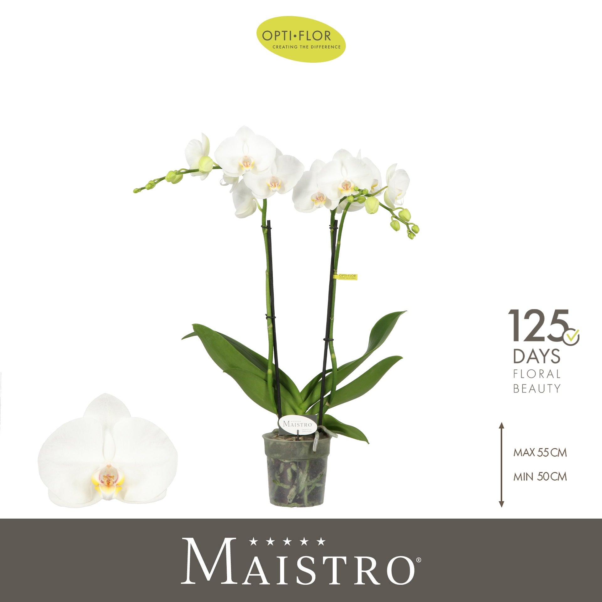 Phalaenopsis Maistro Mozart 50cm 12cm Pot