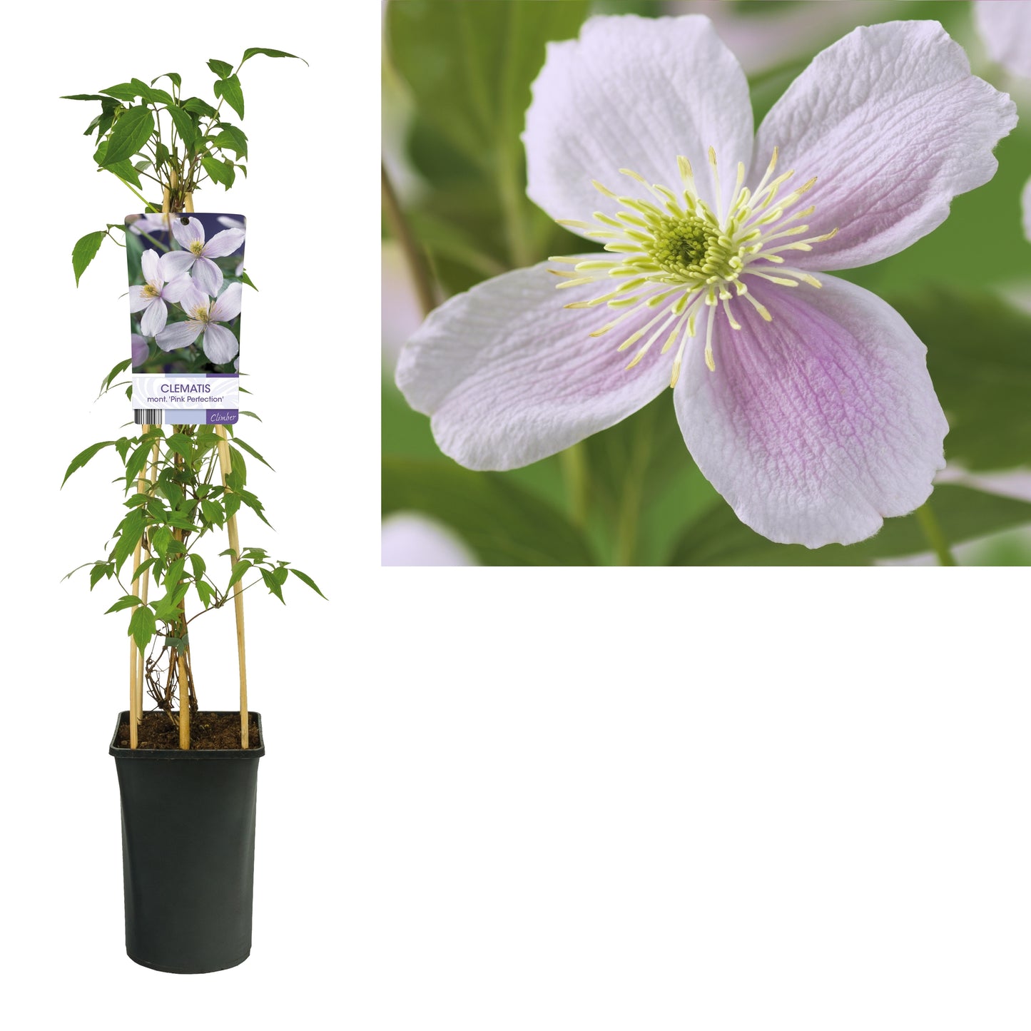 Clematis montana Pink Perfection 75cm 17cm Pot
