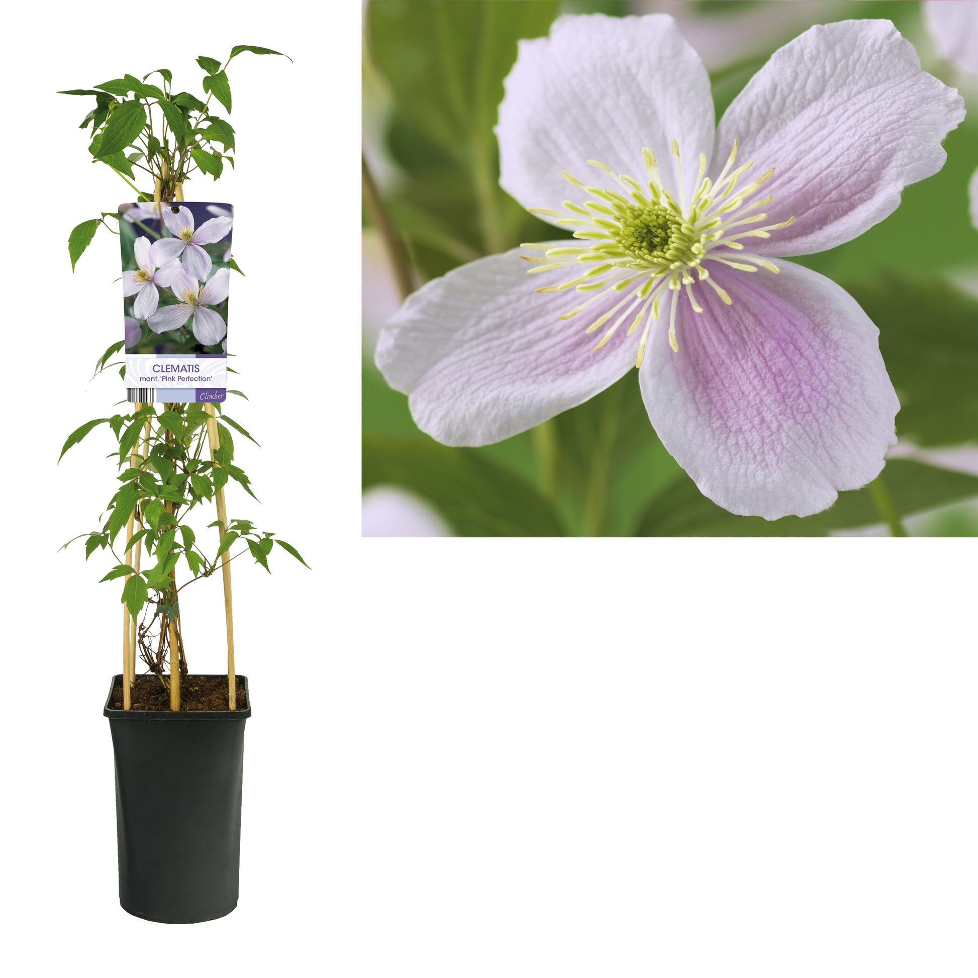 Clematis montana Pink Perfection 75cm 17cm Pot