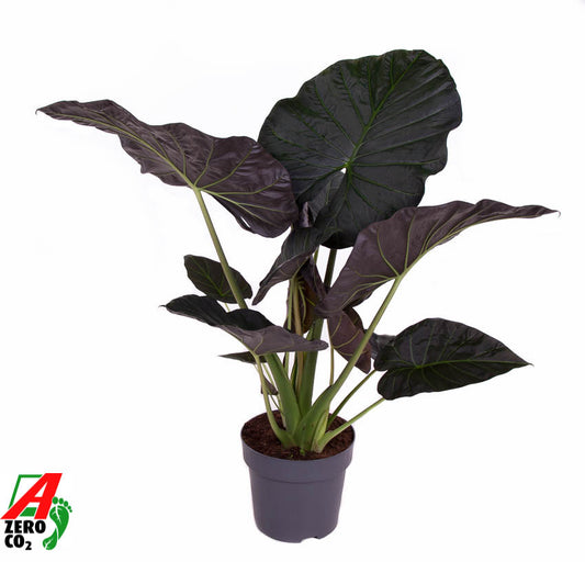 Alocasia Regal Shields 130cm 32cm Pot