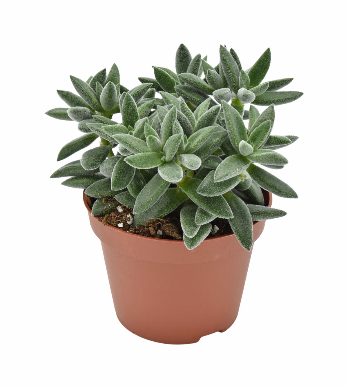 Crassula Tarantula 14cm 10.5cm Pot