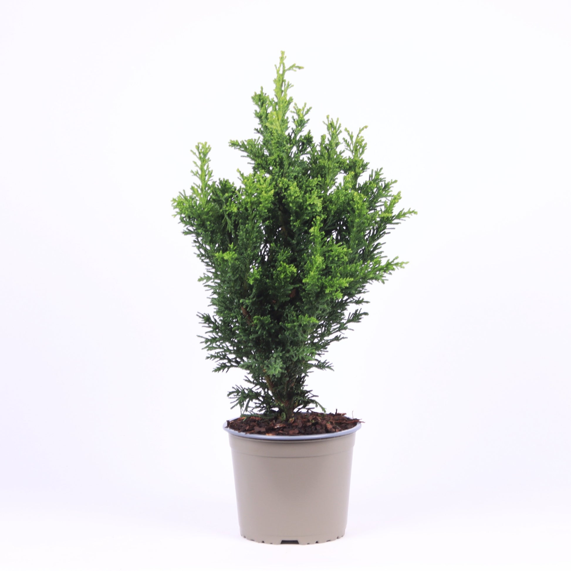 Chamaecyparis obtusa Draht 50cm 17cm Pot