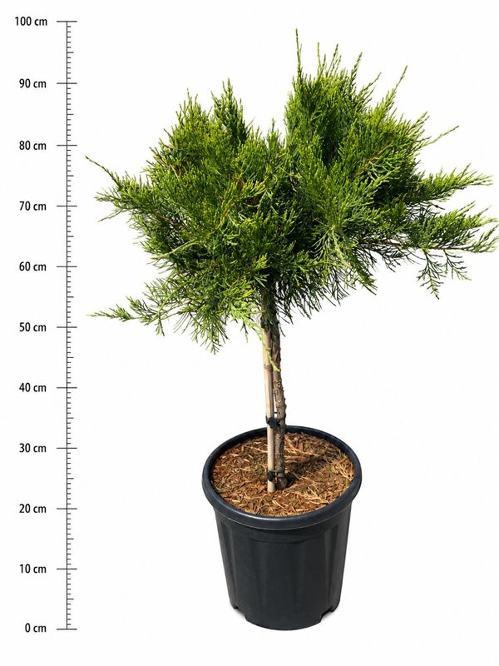 Juniperus Mint Julep 100cm 32cm Pot