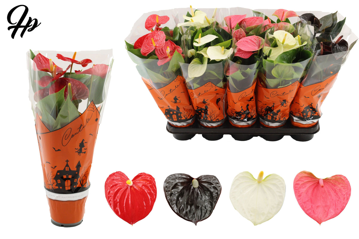 Anthurium mix 40cm 12cm Pot