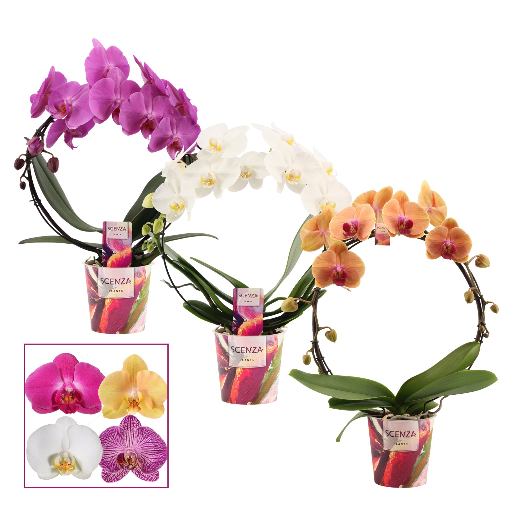 Phalaenopsis mix hoop 45cm 12cm Pot