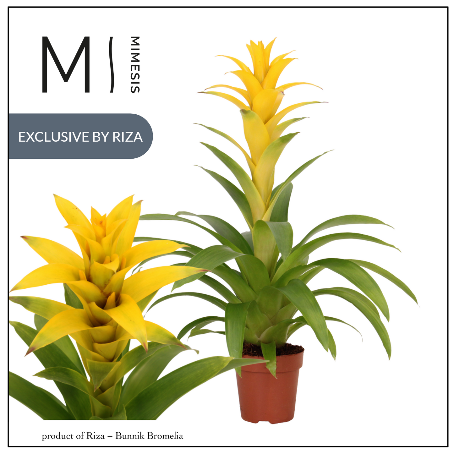 Riza Bromelia Specialist Guzmania Suerte Yellow Pack of 10