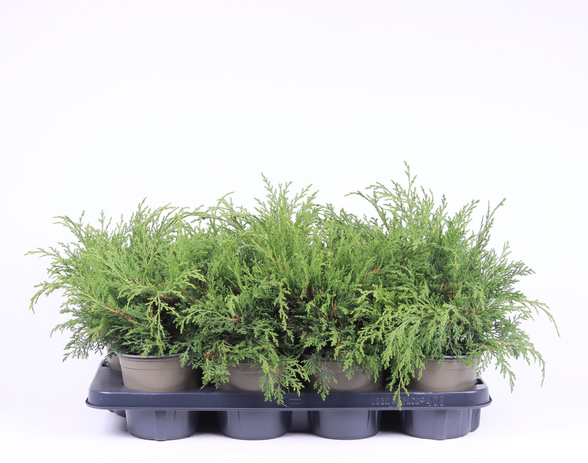 Microbiota decussata 25cm 13cm Pot