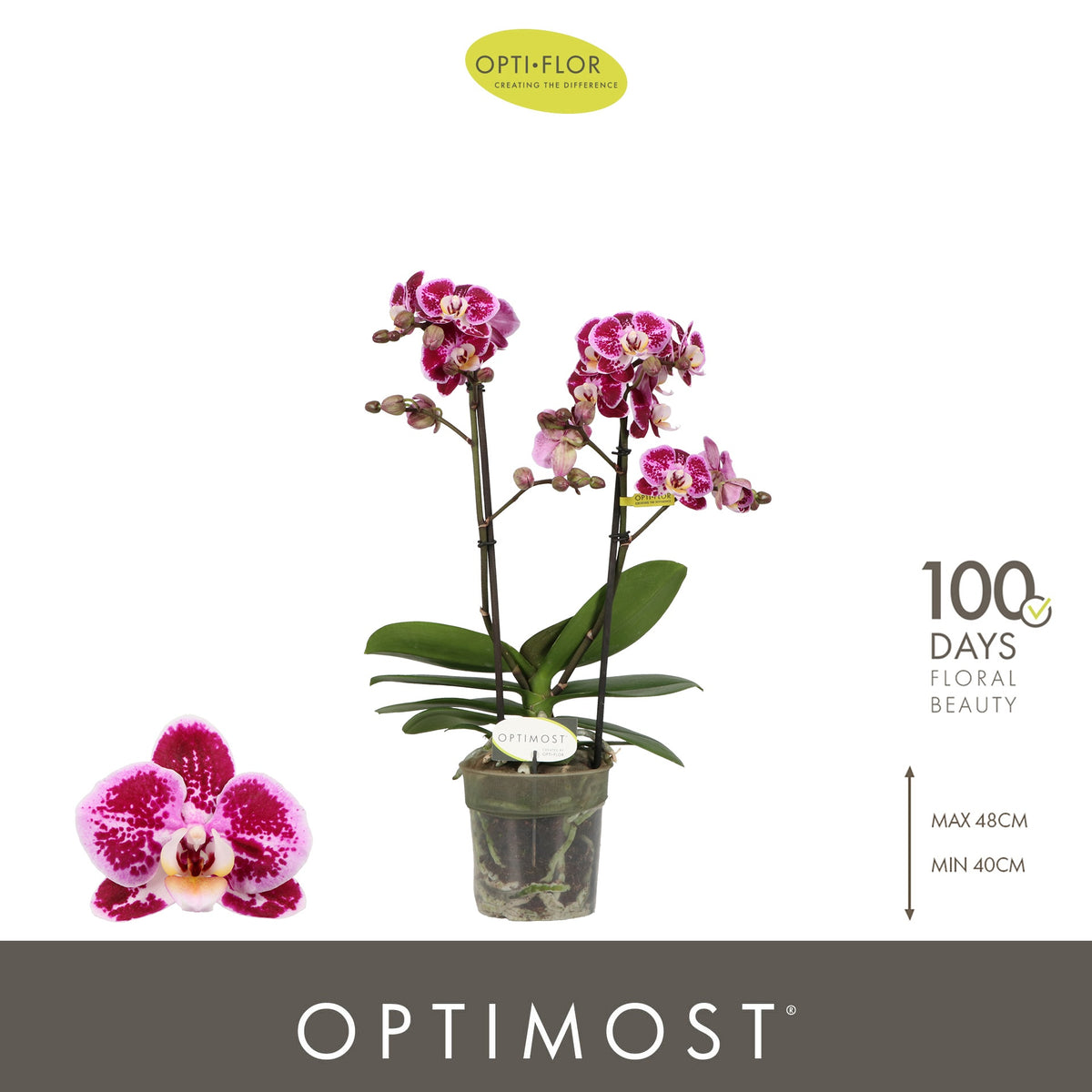 Phalaenopsis mf. Bubbles 45cm 12cm Pot