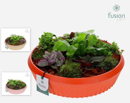 EcoNature Pot schaal Large met Arrangement 15cm 30cm Pot