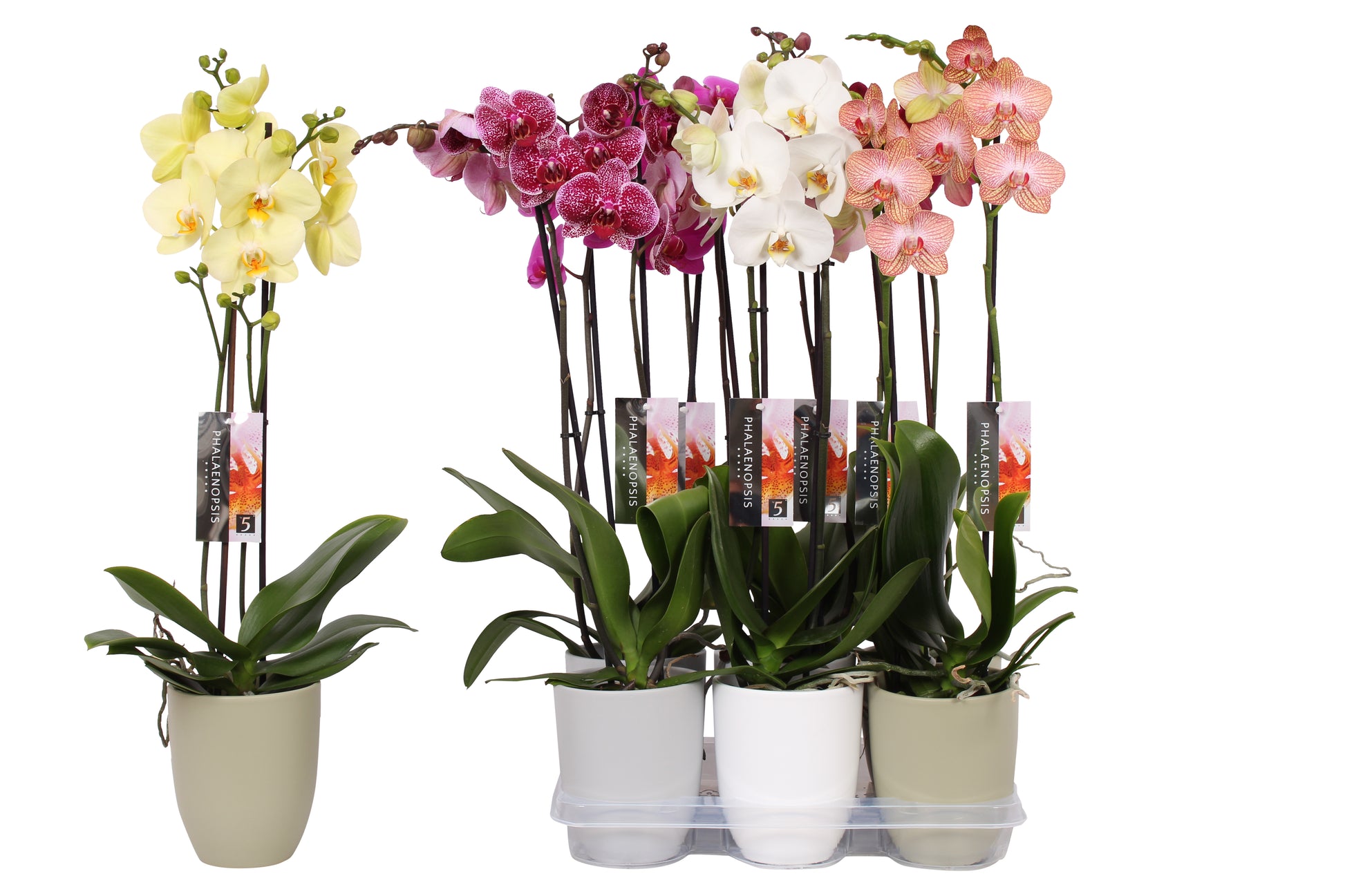 Phalaenopsis. mix (+ drp.ceramic) 60cm 12cm Pot