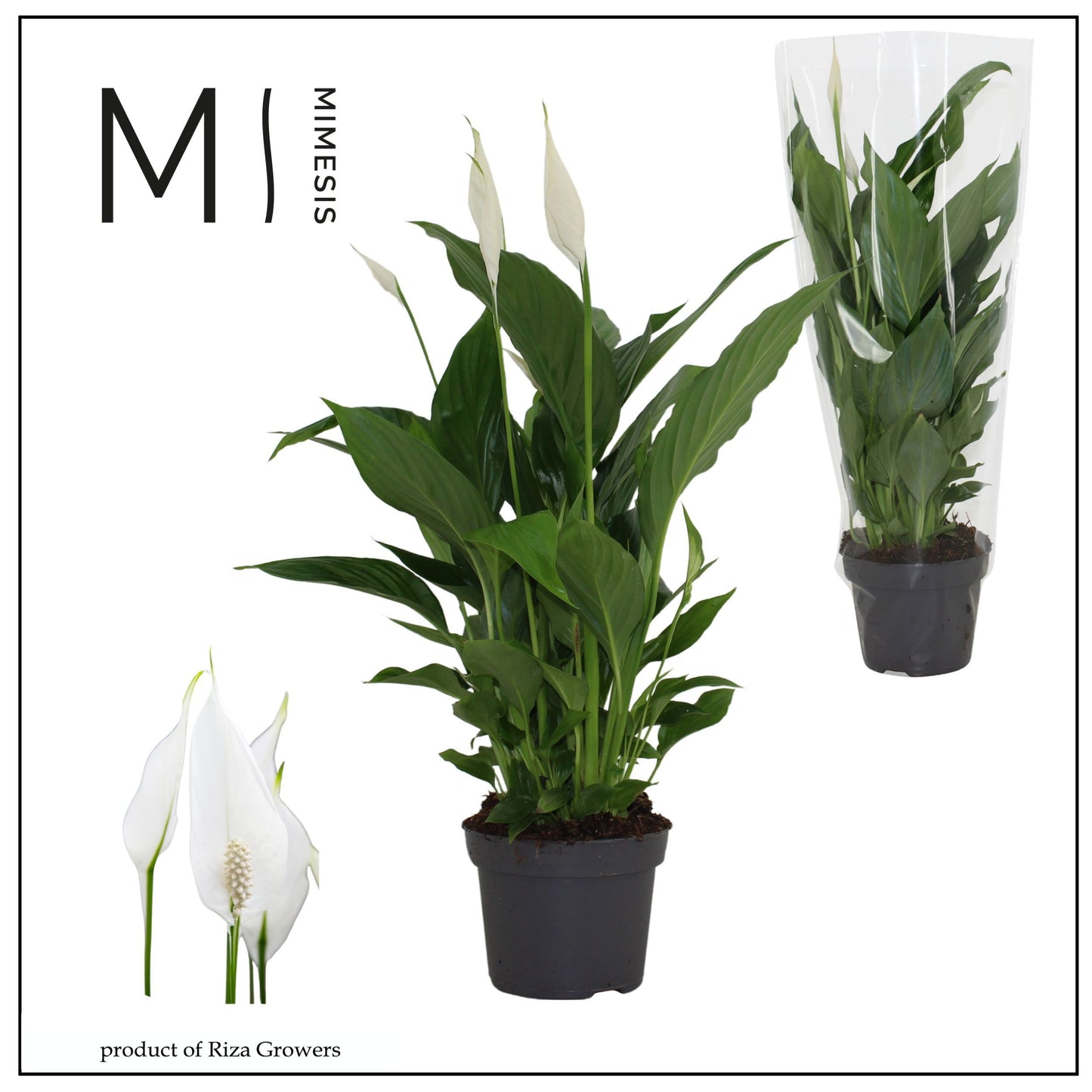 Spathiphyllum Strauss 50cm 13cm Pot