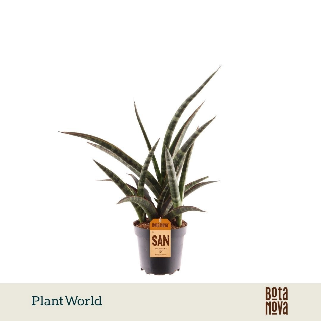Plantworld Jogrow Sansevieria trifasciata Pack of 8