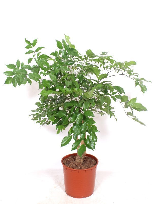 Heteropanax chinensis 160cm 34cm Pot