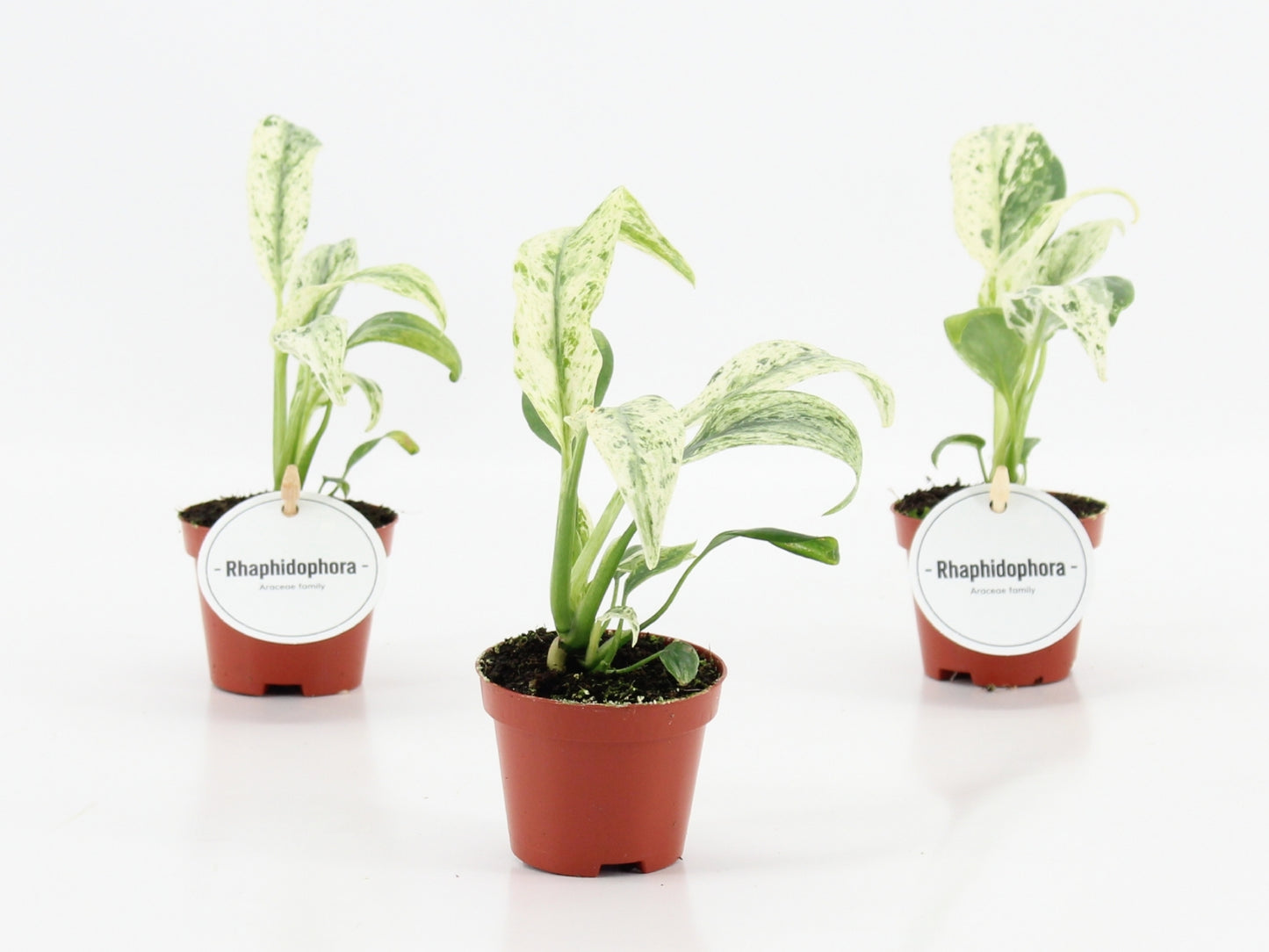 Mostert Nieuwerkerk BV Plants Pack of 12