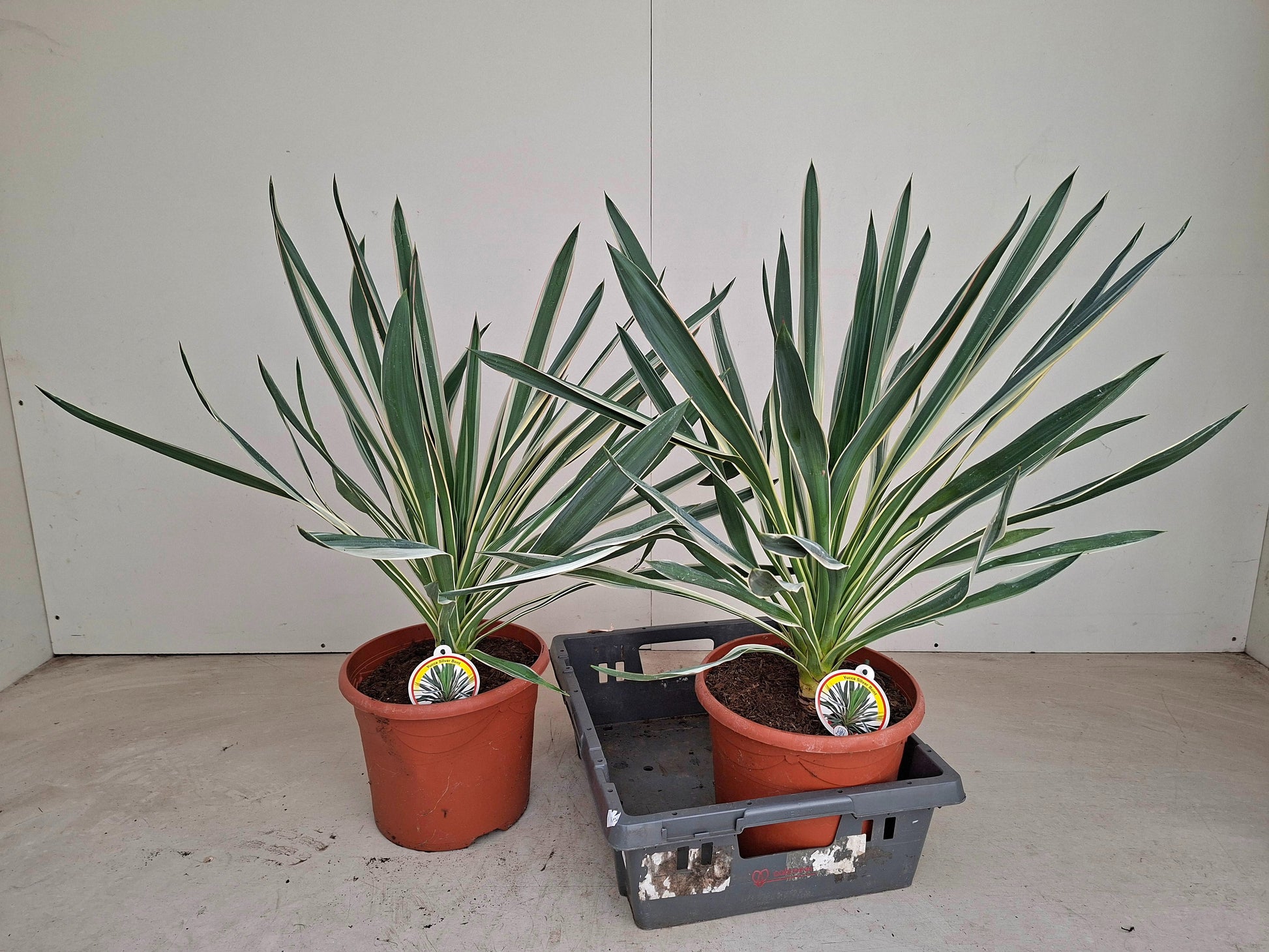Yucca gloriosa Variegata 70cm 26cm Pot