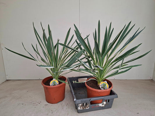Yucca gloriosa Variegata 70cm 26cm Pot