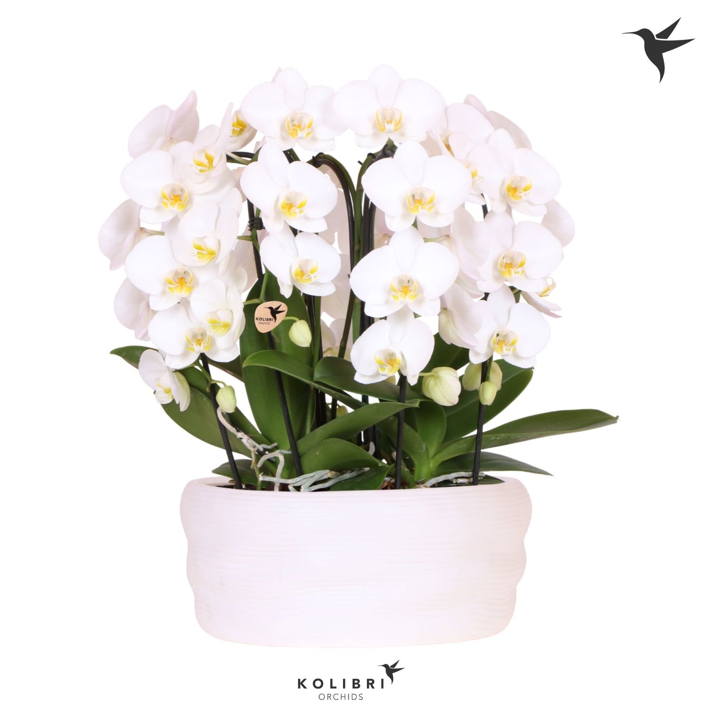 OK Plant Phalaenopsis Elegant cascade Pack of 1