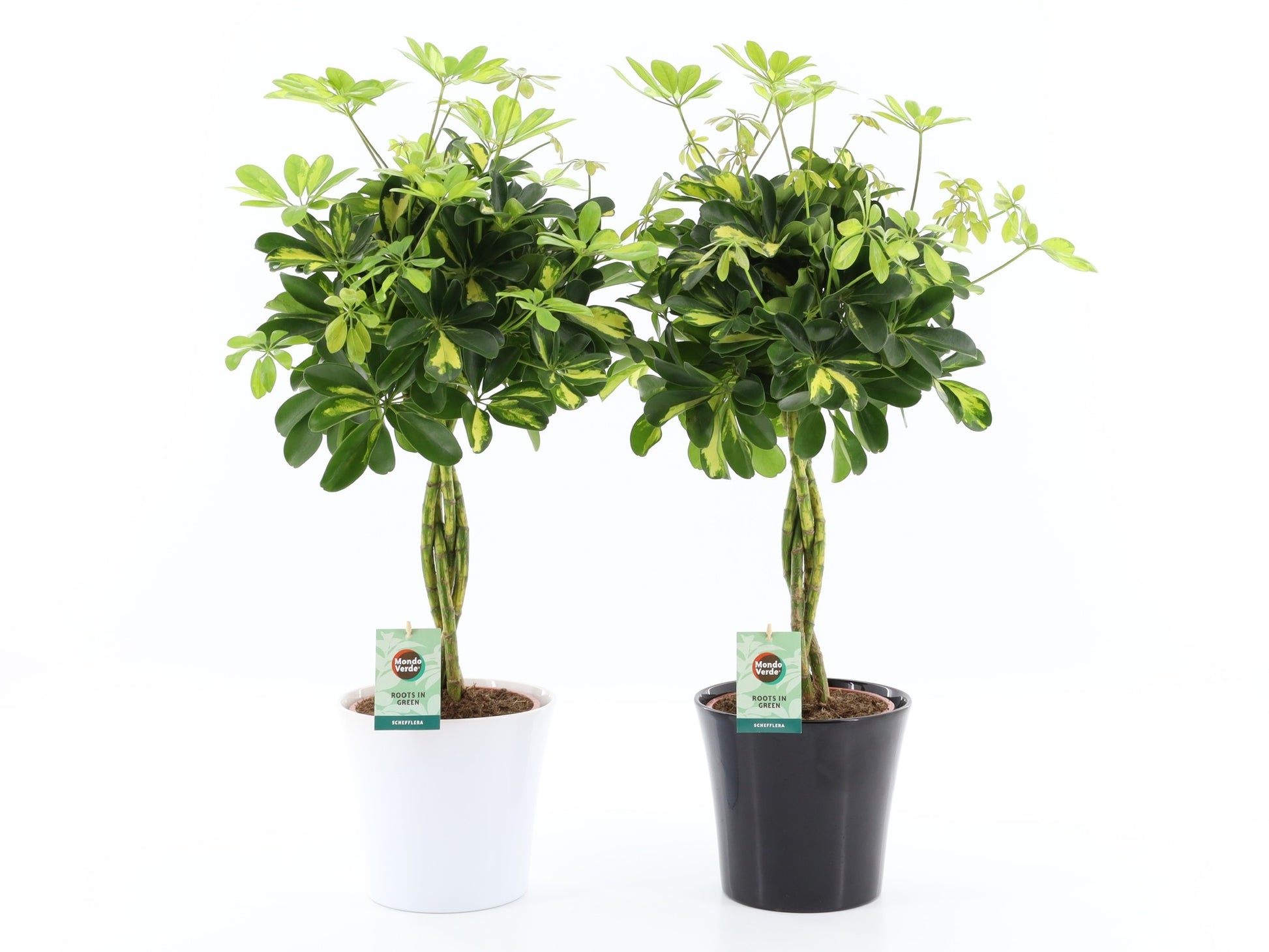 Schefflera Gold Capella 75cm 22cm Pot