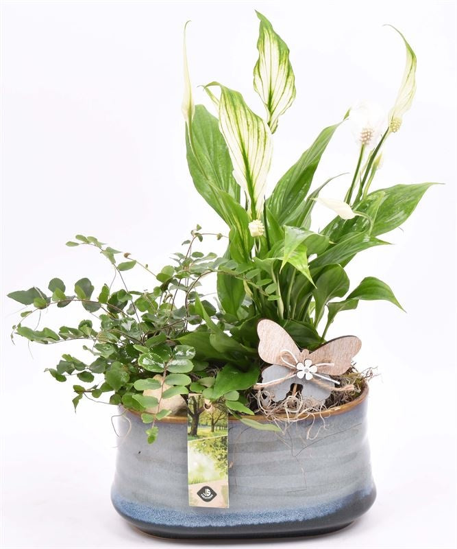 Indoor arrangement 19cm Pot