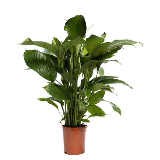 Spathiphyllum Sweet Lauretta 95cm 21cm Pot