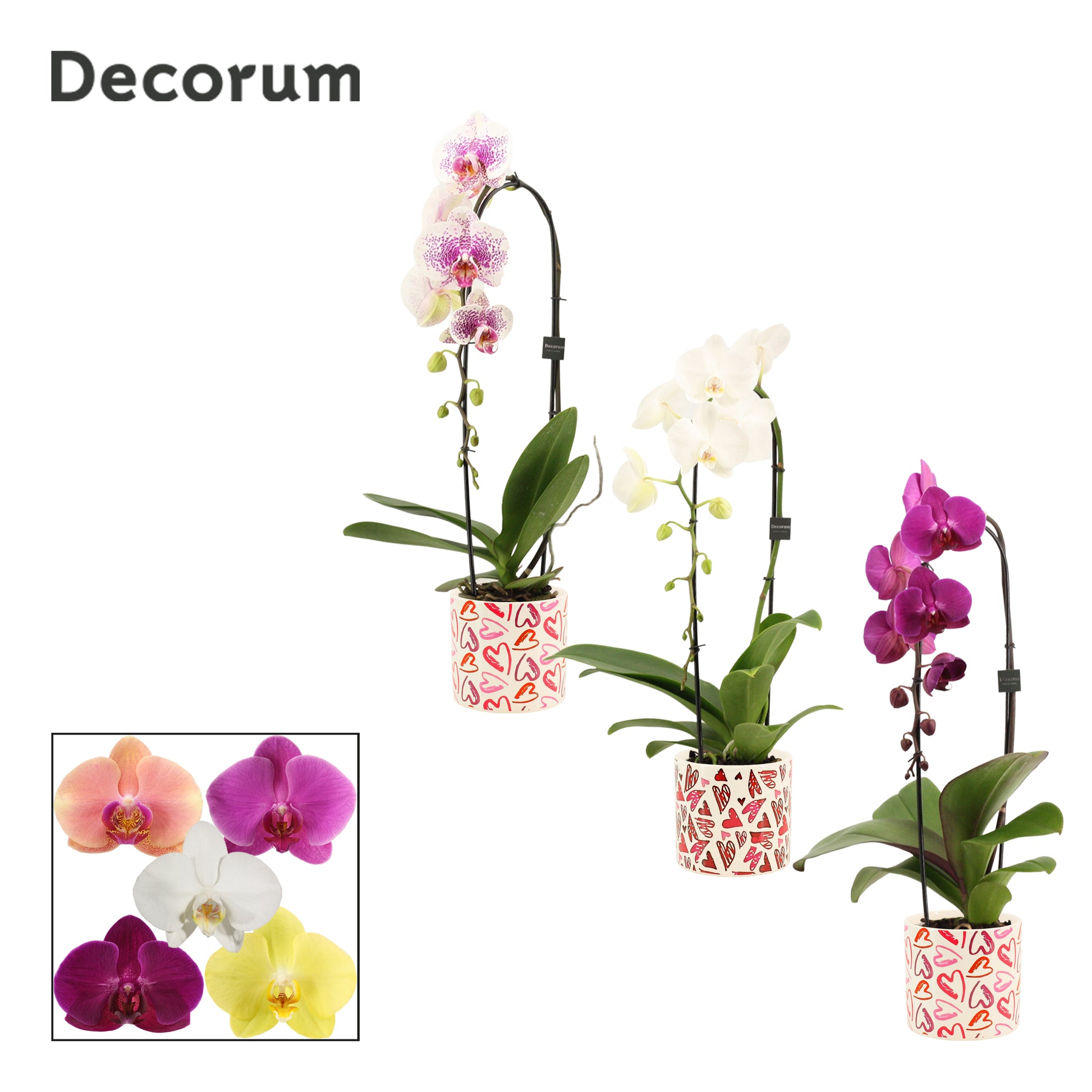 Phalaenopsis mix 55cm 12cm Pot
