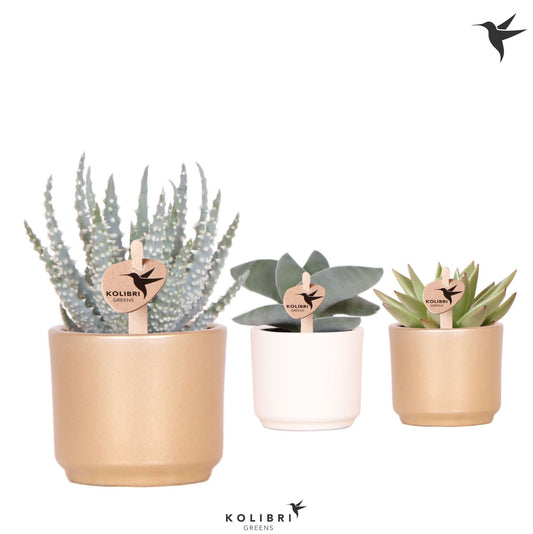 Succulent mix 12cm 6cm Pot
