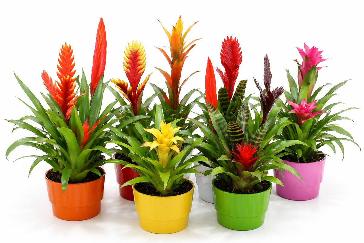 arr. Bromelia 40cm 16cm Pot
