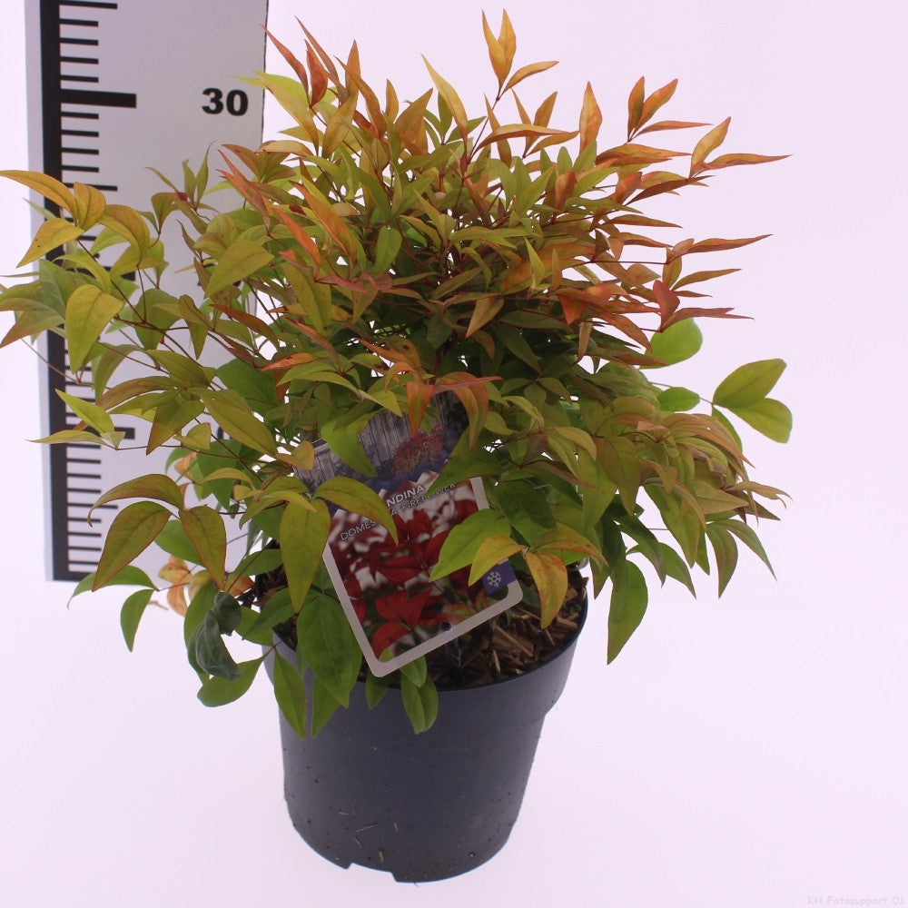 Nandina domestica Fire Power 15cm 17cm Pot