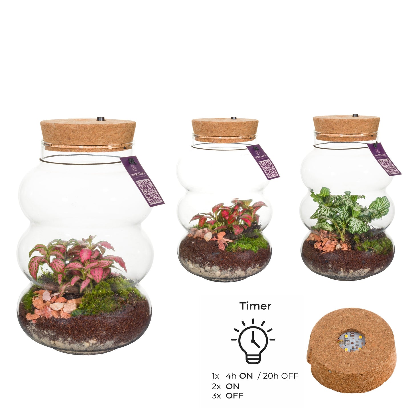 Wardians Terrarium - Pluto small + LED (rechargeable USB-C) 20cm 12cm Pot