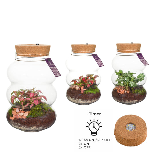 Wardians Terrarium - Pluto small + LED (rechargeable USB-C) 20cm 12cm Pot