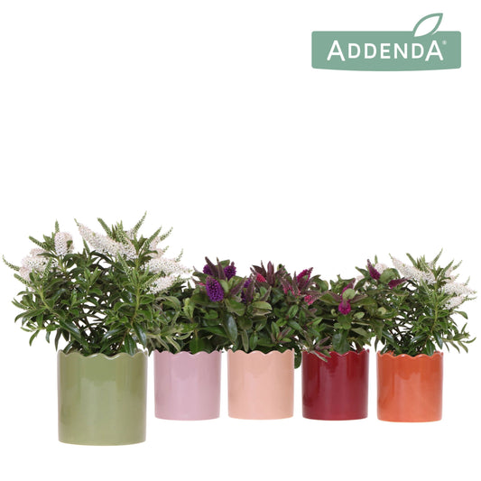 Hebe Hebedonna Alexa 30cm 12cm Pot