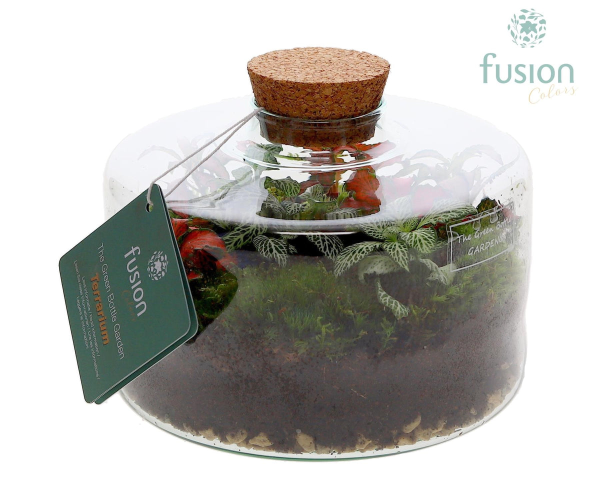 Green Bottle Kyra Medium met Terrarium arrangement 15cm 19cm Pot