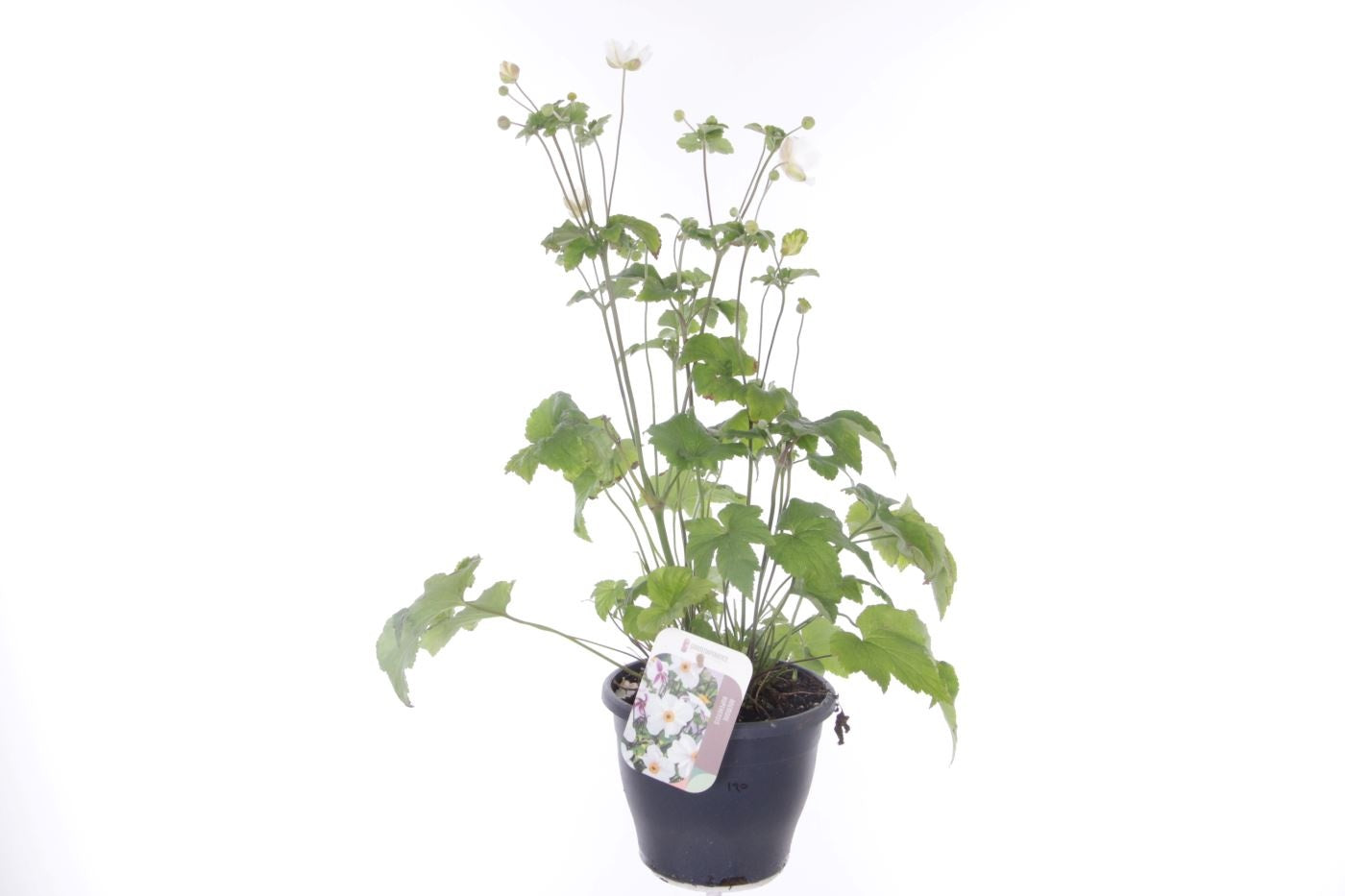Anemone hup. Honorine Jobert 75cm 23cm Pot