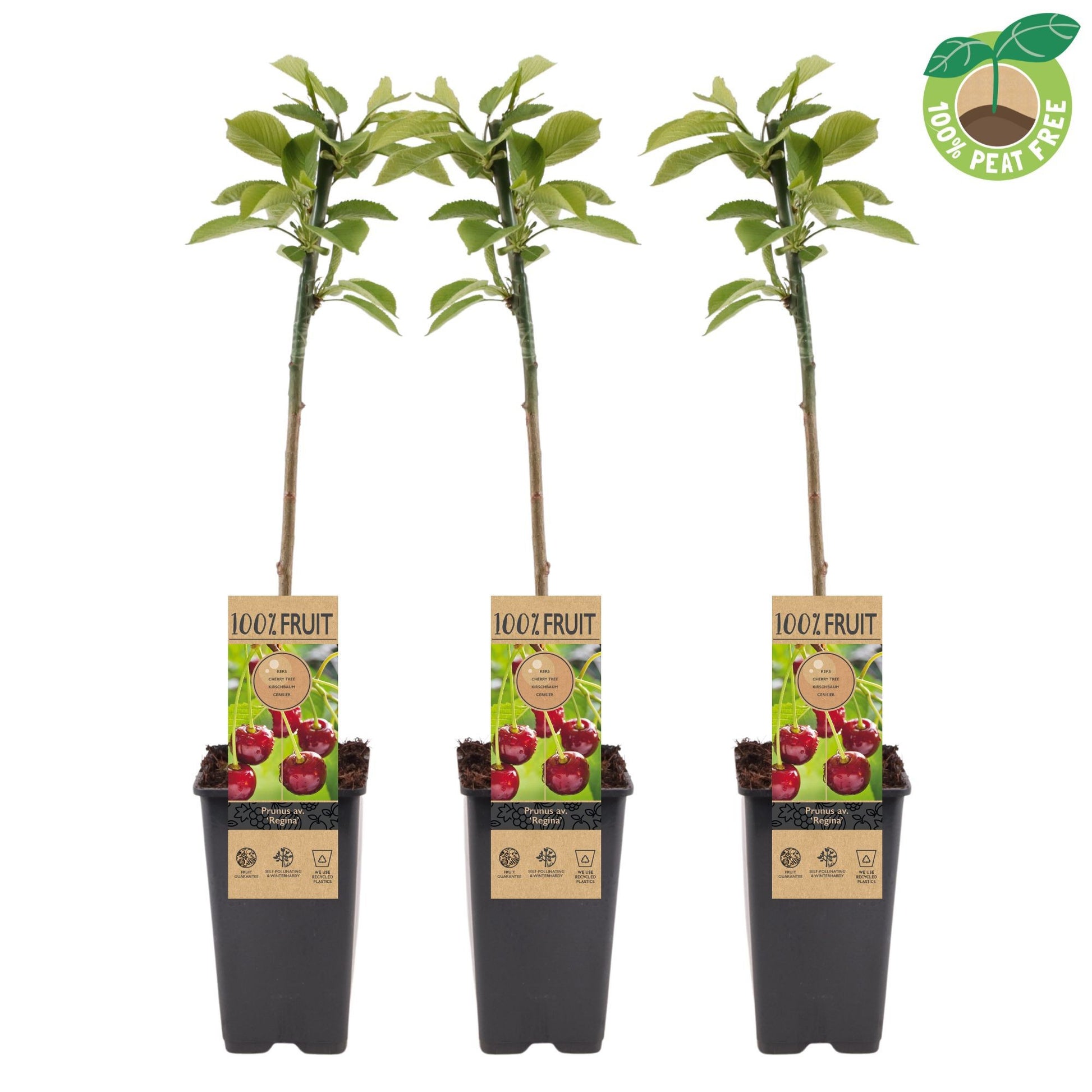 Prunus avium Regina ("Cherry") 50cm 15cm Pot
