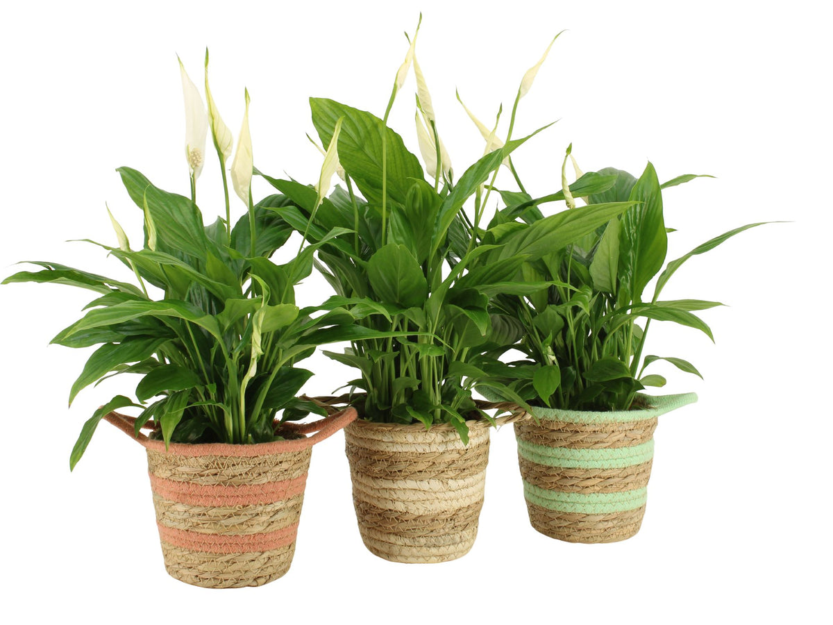 Spathiphyllum Torelli 45cm 12cm Pot
