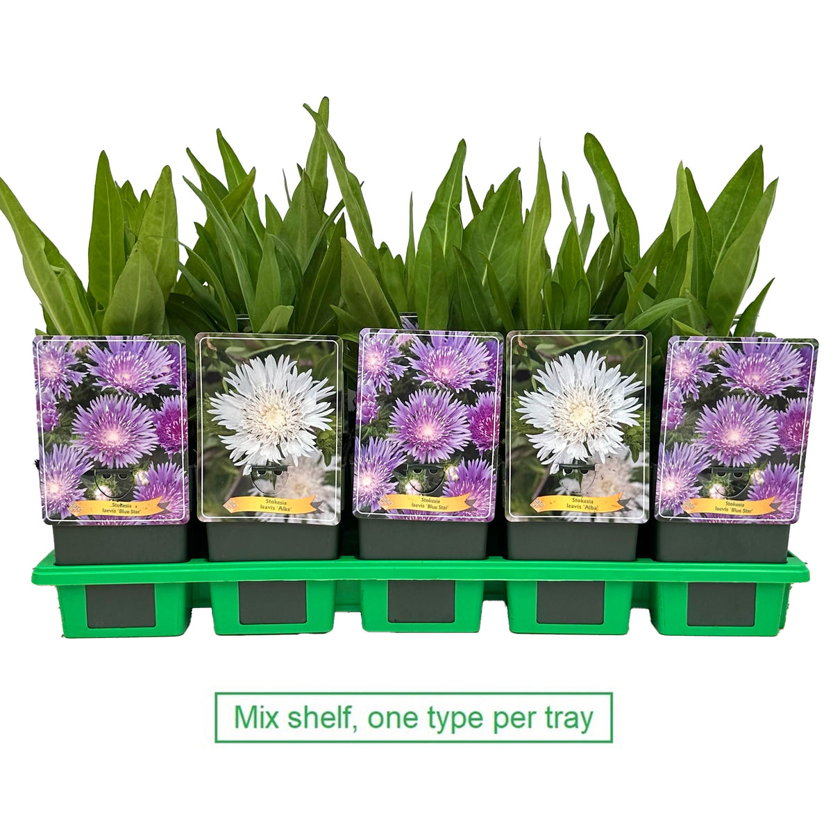 Stokesia laevis 25cm 11cm Pot