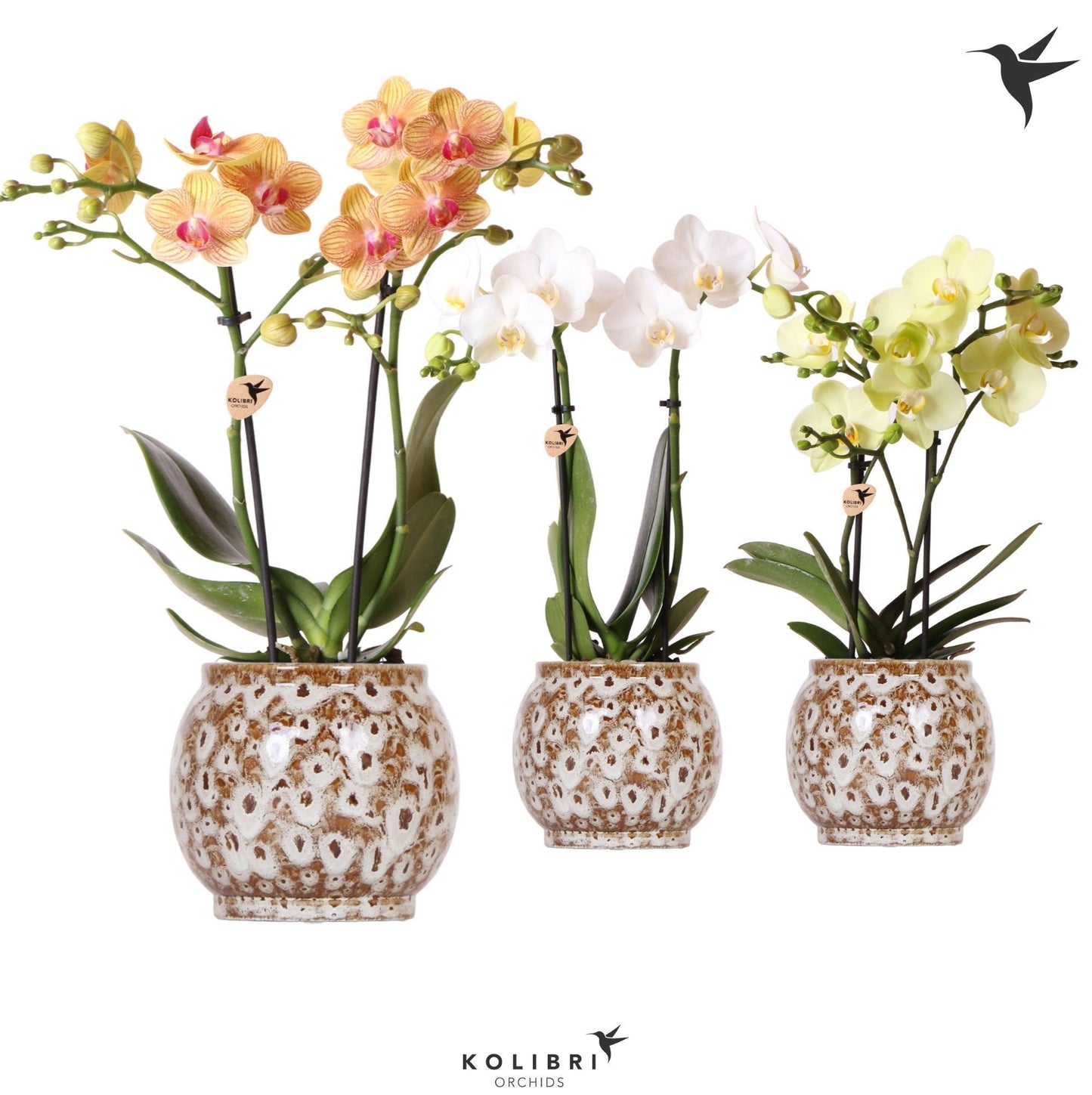 Kolibri Orchids Phalaenopsis mix 2 spike in Safari pot 40cm 9cm Pot