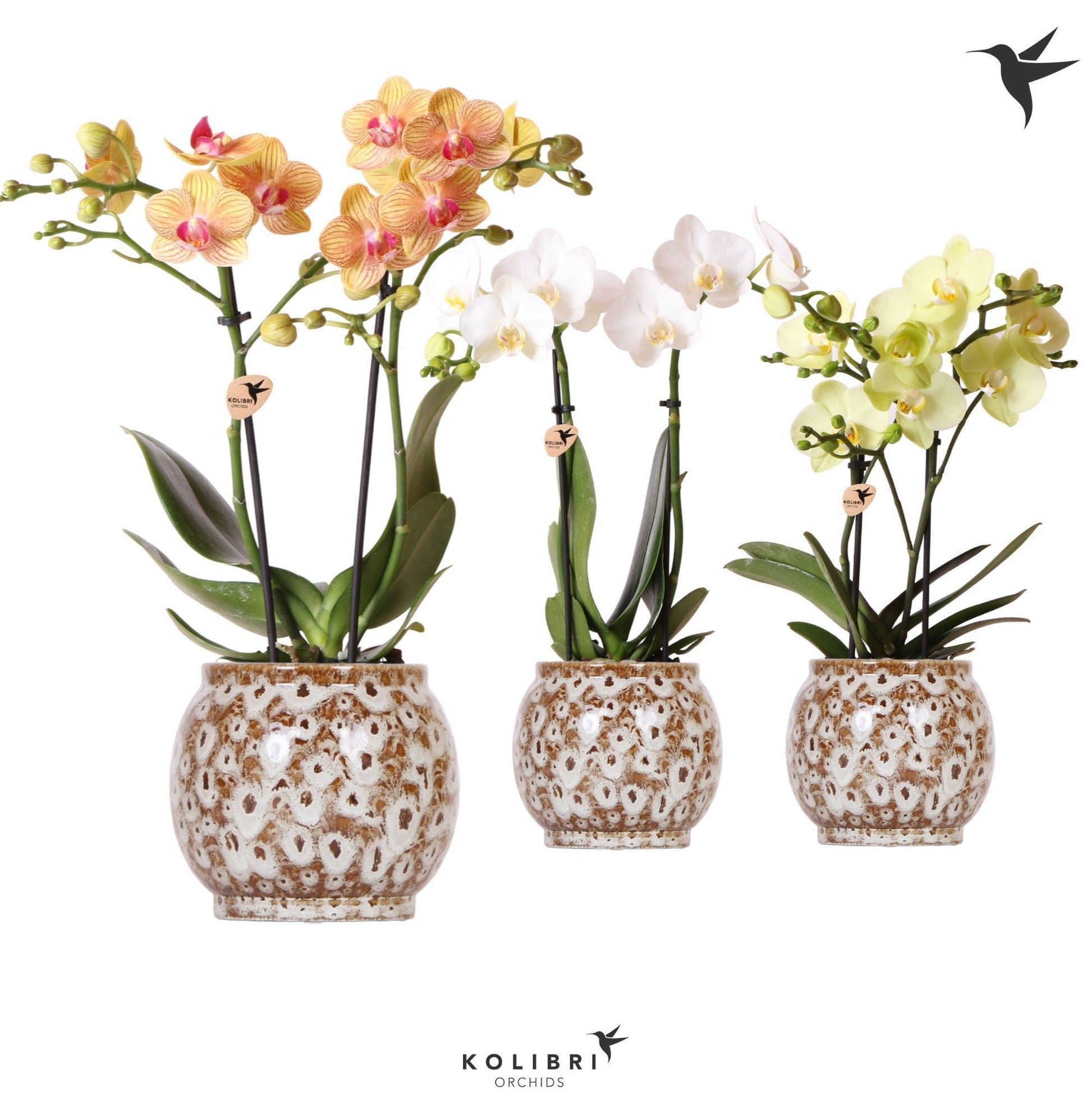 Kolibri Orchids Phalaenopsis mix 2 spike in Safari pot 40cm 9cm Pot
