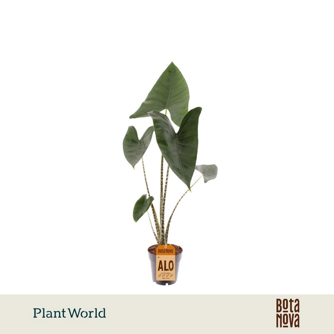 Alocasia Zebrina 40cm 14cm Pot