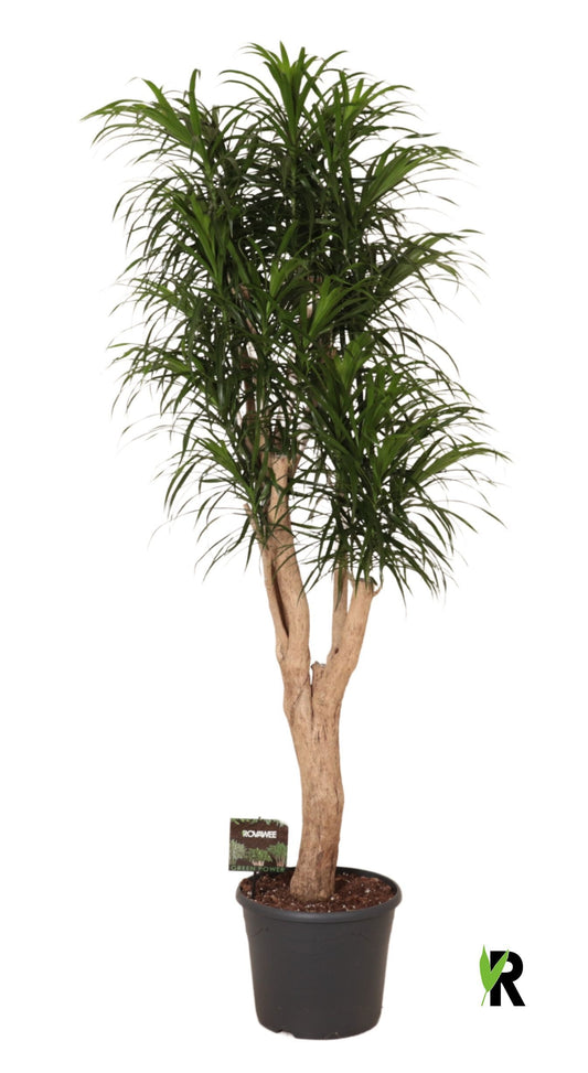 Dracaena ref. Anita 190cm 35cm Pot