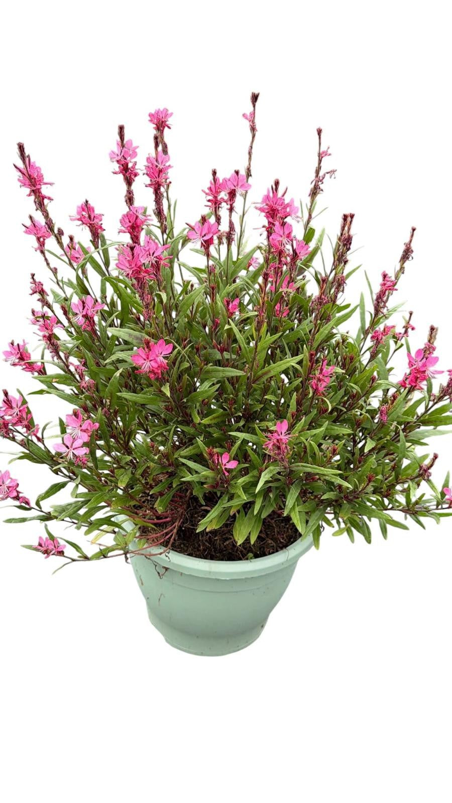 Gaura Gaudi Rose 50cm 26cm Pot