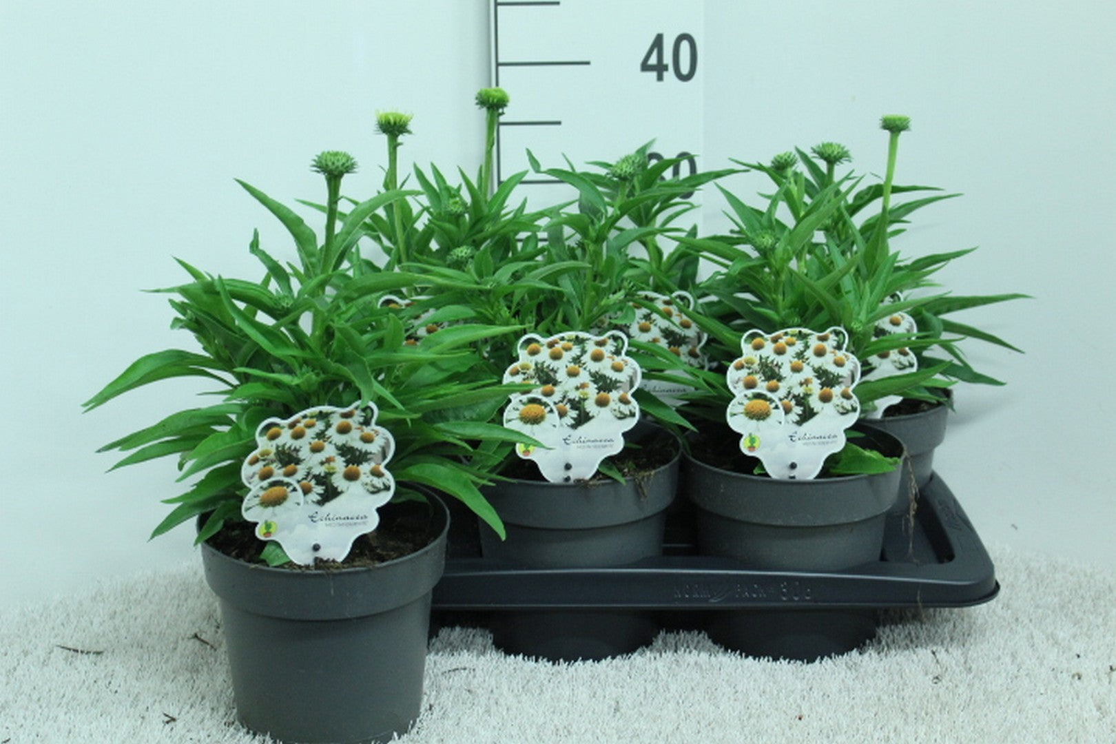 Echinacea pur. White Meditation 35cm 17cm Pot