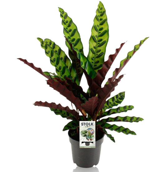 Calathea lancifolia 45cm 14cm Pot